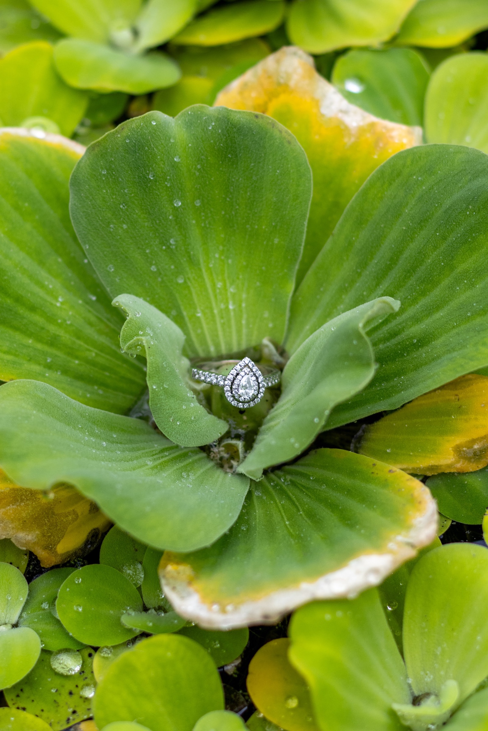 Fawn & Cody Engagement